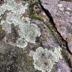 Protoparmeliopsis muralis