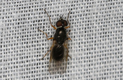 Acanthasargus