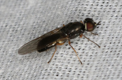 Acanthasargus