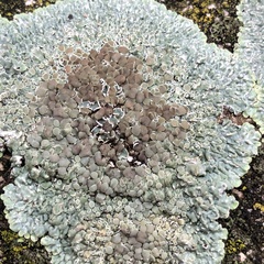 Protoparmeliopsis muralis