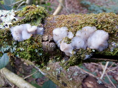 Exidia thuretiana