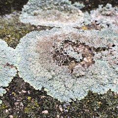 Protoparmeliopsis muralis