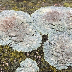 Protoparmeliopsis muralis