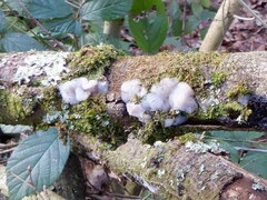 Exidia thuretiana