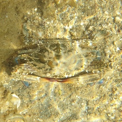 Portuninae
