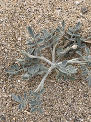 Psorothamnus emoryi