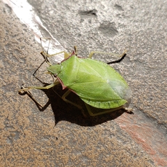 Chlorocoris
