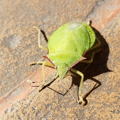 Chlorocoris