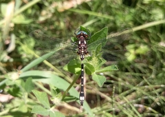 Gomphomacromia paradoxa