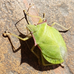 Chlorocoris