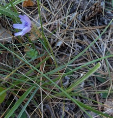 Catananche caerulea