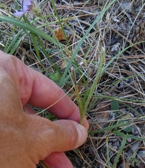 Catananche caerulea