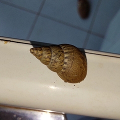 Bulimulus tenuissimus