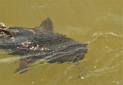 Steindachneridion melanodermatum