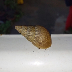 Bulimulus tenuissimus