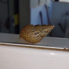 Bulimulus tenuissimus