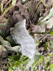 Megalopyginae