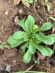 Valerianella locusta