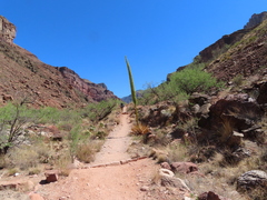 Agave utahensis kaibabensis