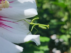 Stagmatoptera hyaloptera