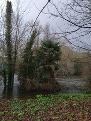 Trachycarpus fortunei