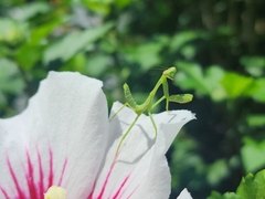 Stagmatoptera hyaloptera