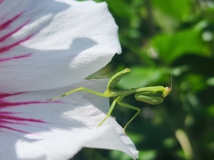 Stagmatoptera hyaloptera