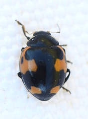 Ceratomegilla alpina