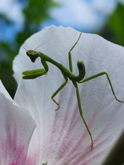 Stagmatoptera hyaloptera