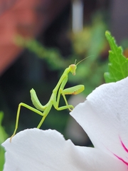 Stagmatoptera hyaloptera