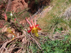 Aquilegia desertorum