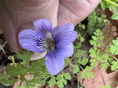 Viola missouriensis