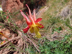 Aquilegia desertorum