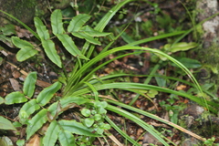 Carex uncinata