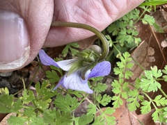 Viola missouriensis
