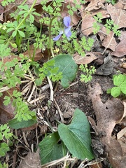 Viola missouriensis