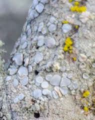 Lecanora caesiorubella