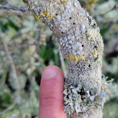 Lecanora caesiorubella