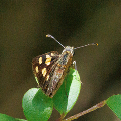 Metisella