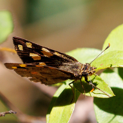 Metisella