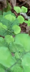 Adiantum jordanii image