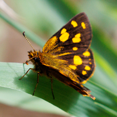 Metisella metis metis