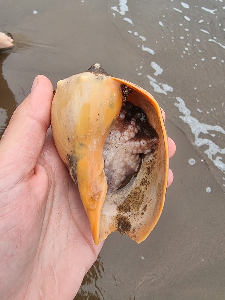 Tehuelche Octopus