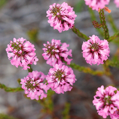 Erica pulchella