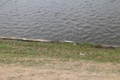 Apalone spinifera pallida