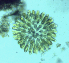Synura caroliniana