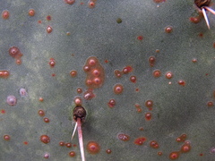 Diaspis echinocacti