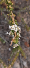 Acantholippia seriphioides