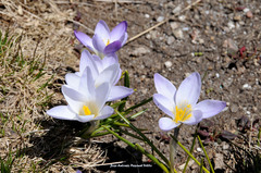 Crocus carpetanus
