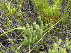 Campylostachys cernua